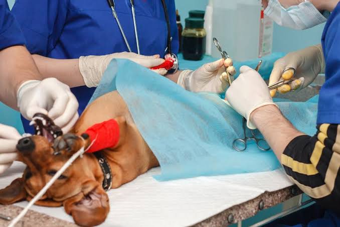Veterinary surgeon preparing a dog for surgery